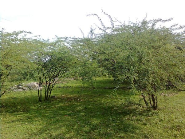 Seemai karuvelam tree