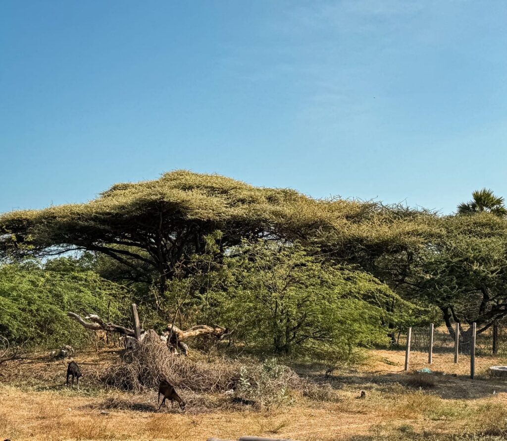 Seemai karuvelam tree