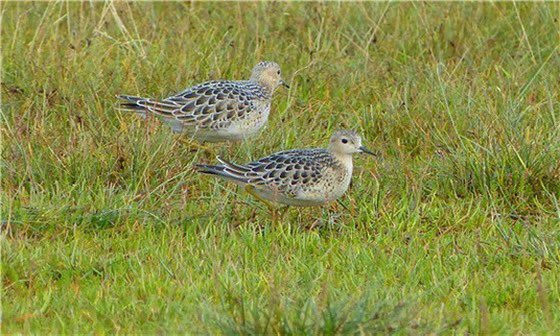 Hudsonian Godwit pic