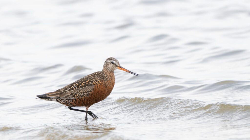 Hudsonian Godwit pic