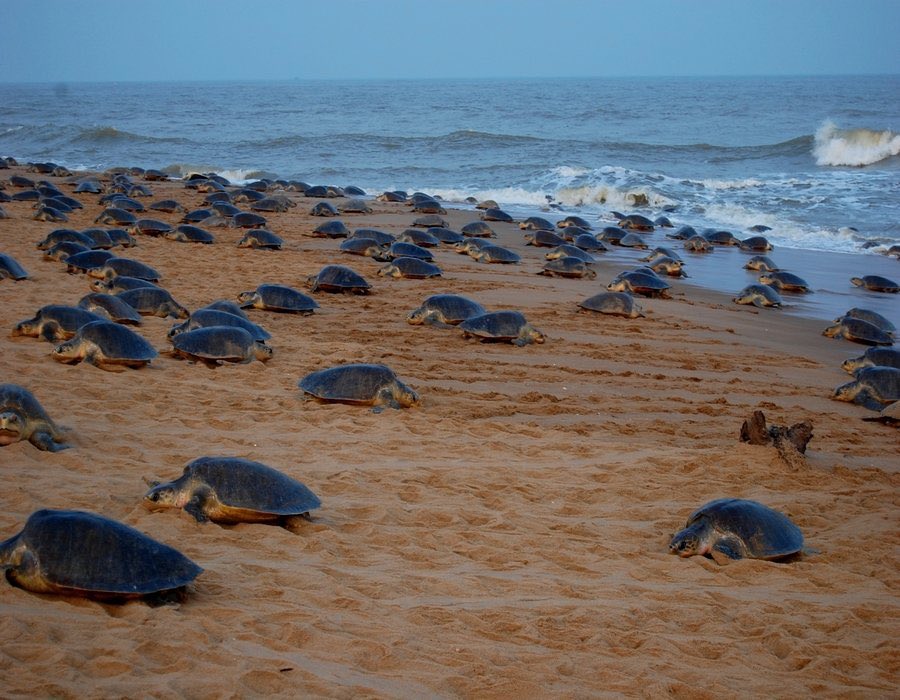 Olive Ridley Turtle pic