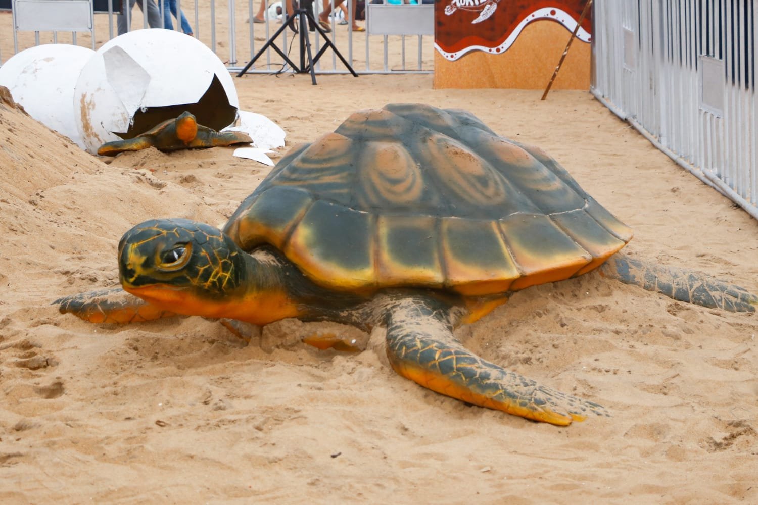 Olive Ridley Turtle pic