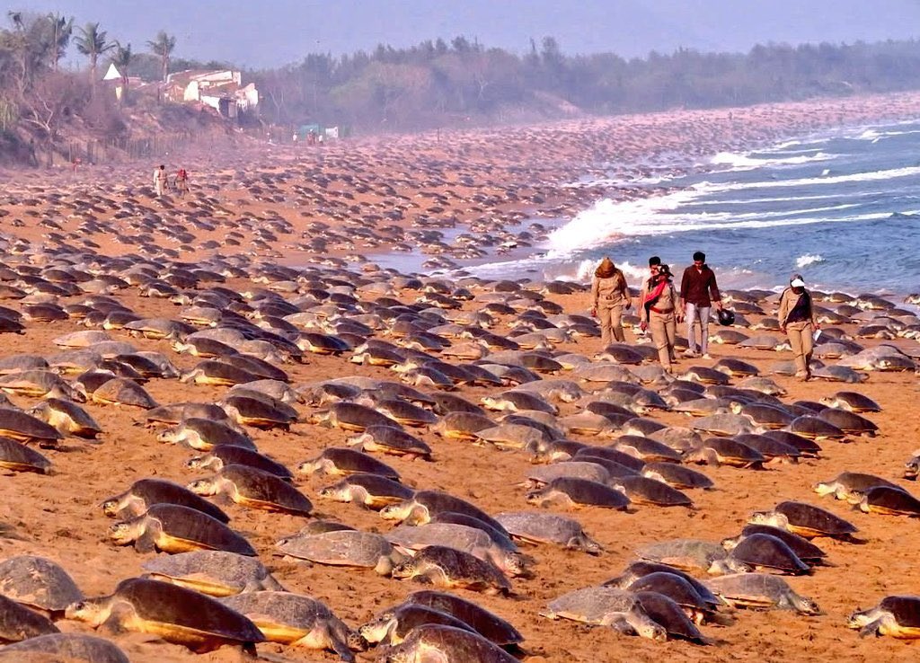 Olive Ridley Turtle pic