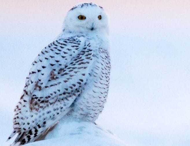 Snowy Owls pic