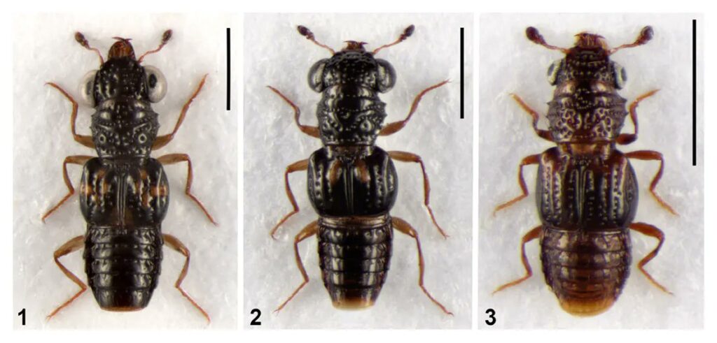 Rove Beetles pic