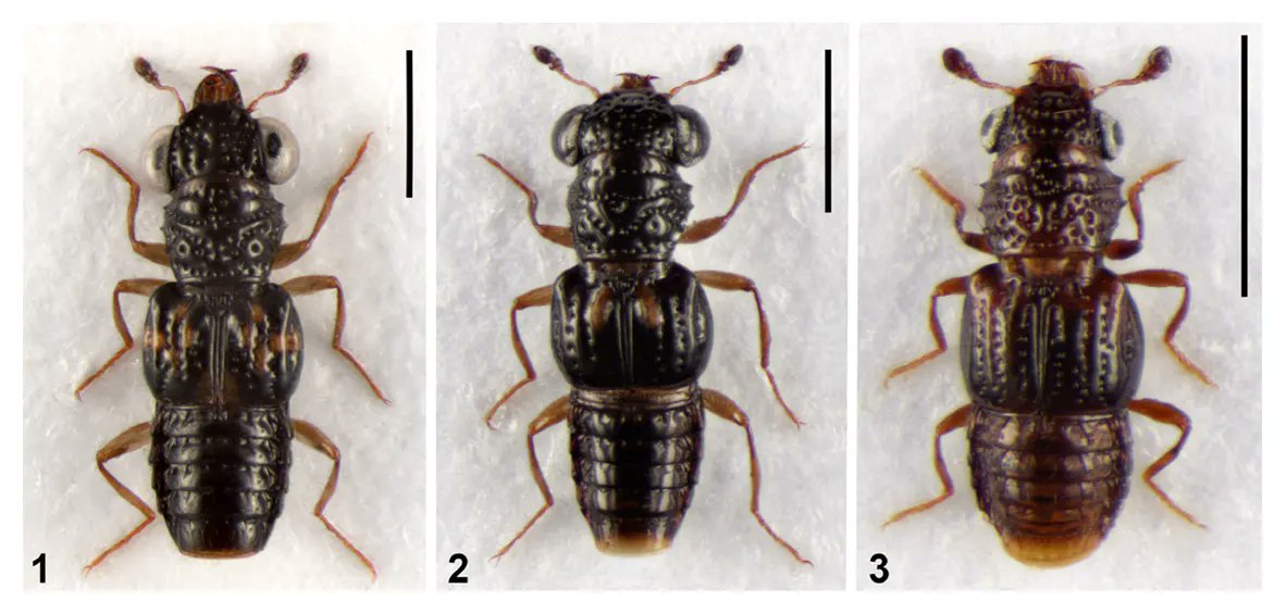 Rove Beetles pic
