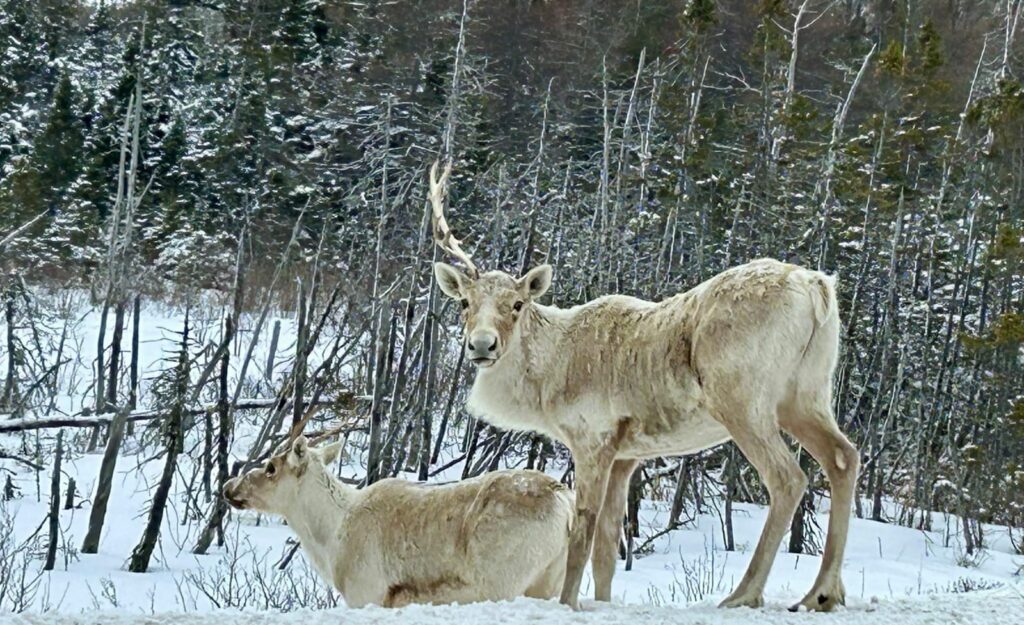 Caribou