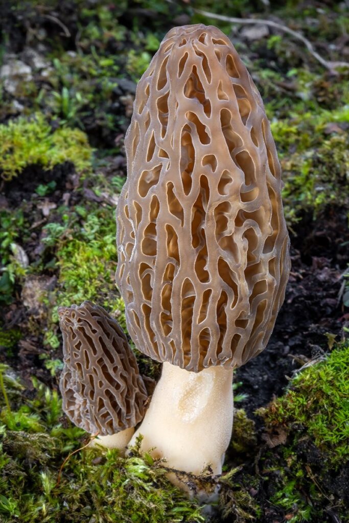 Morchella Mushroom
