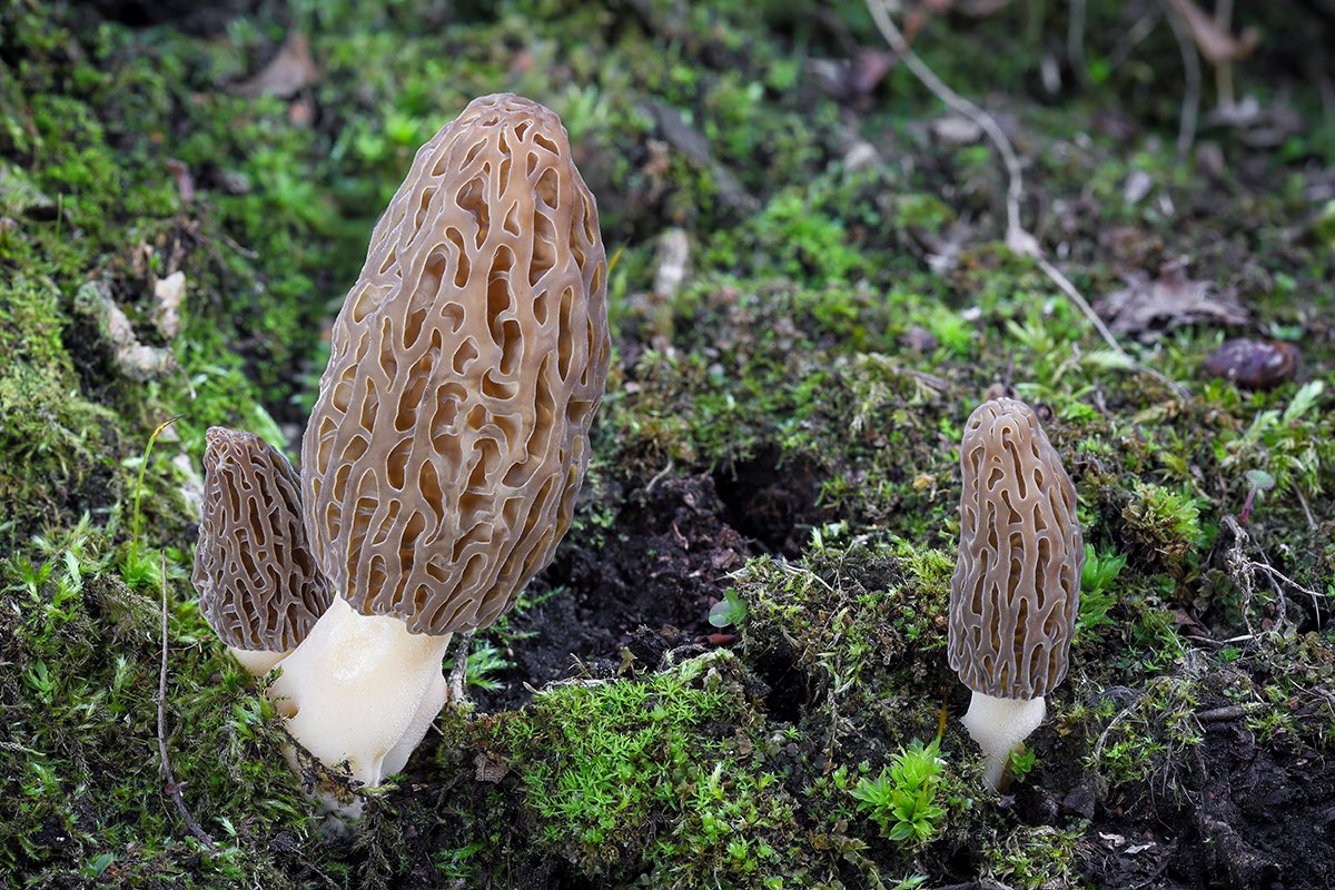 Morchella Mushroom