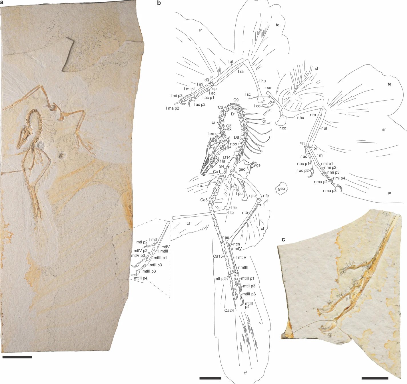 Archaeopteryx Fossil