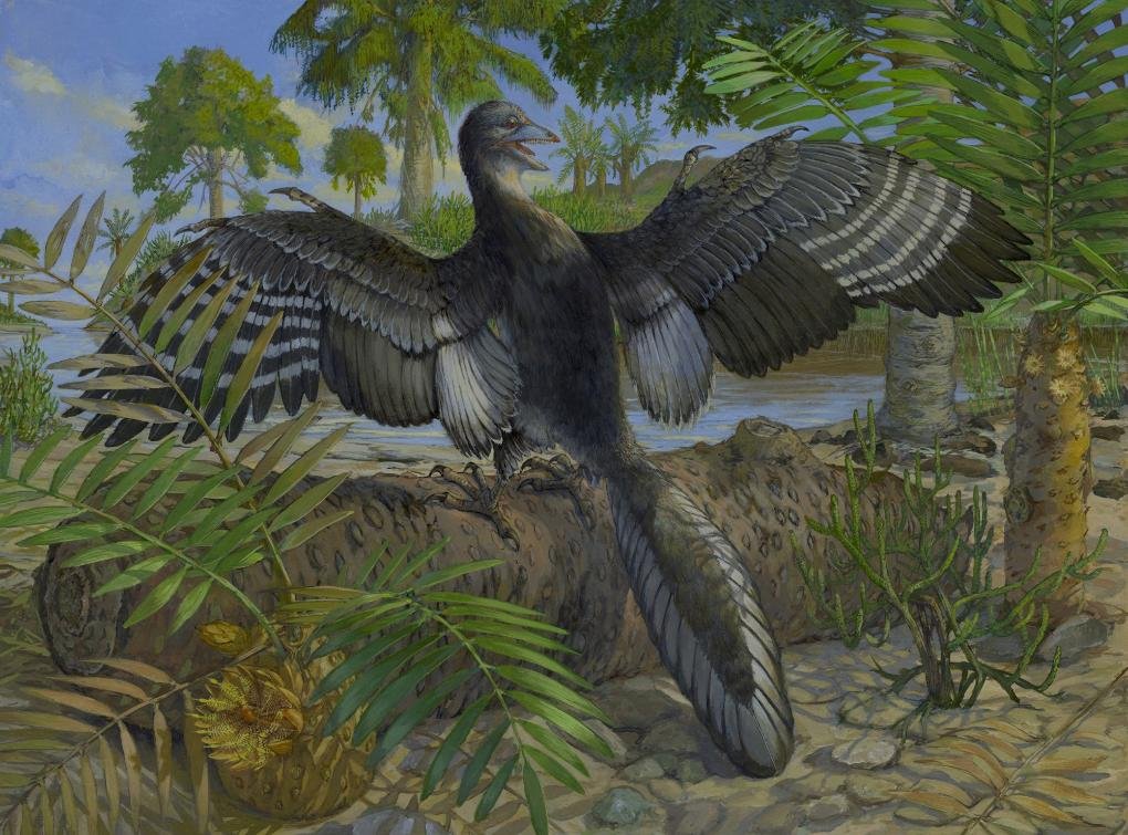 Archaeopteryx Fossil